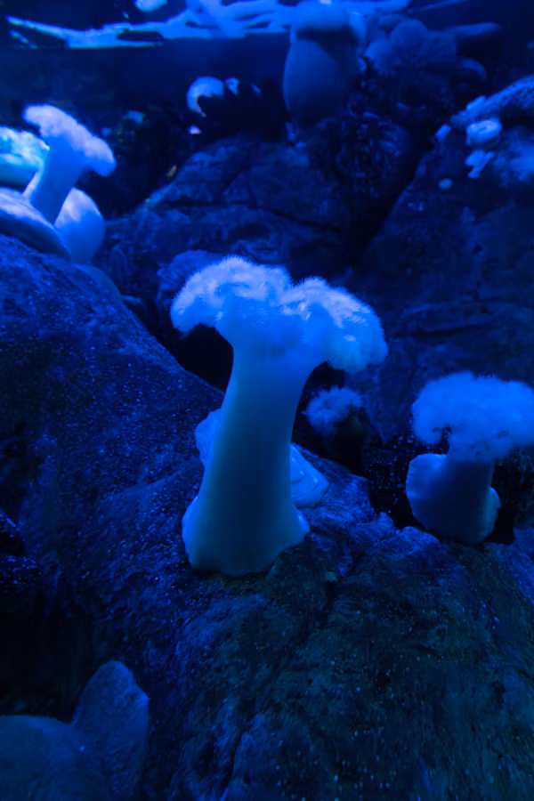 The Living Building: Can Fungi Create Self-Healing, Carbon-Eating Concrete?