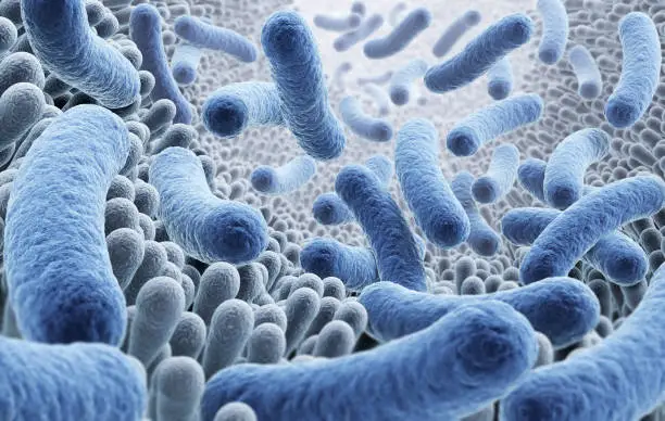 A Gut Feeling: How Bacteria Could Shape Our Belief in God