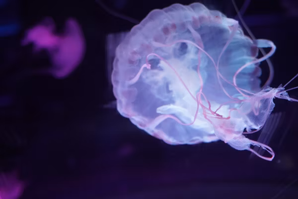 The Illuminated Brain: Can Humans 